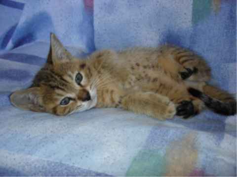 Kitten Playing 
            width=