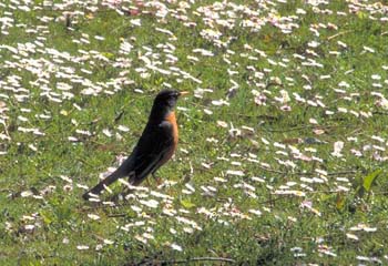 A-AmericanRobin