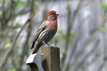A-B4408HouseFinch