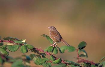 A-SongSparrow