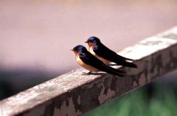 C-B2009BarnSwallow