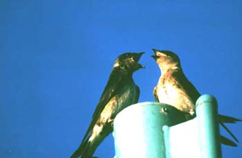 C-B31Purplemartin_pt moody.bmp