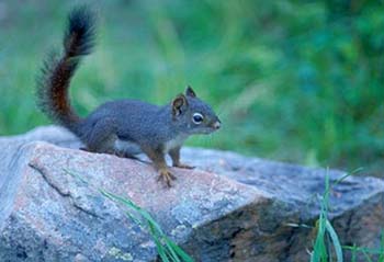 D-ADouglasSquirrel