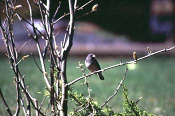 D-B0418DarkeyedJunco