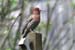 A-B4408HouseFinch