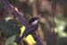 A-Black-cappedChickadee