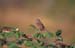 A-SongSparrow