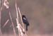 C-B4506RedWingedBlackbird