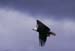 C-Oac0501baldeagle-flight2
