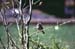 D-B0418DarkeyedJunco