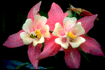 link_flower.gif (11310 bytes)
