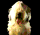 perro.gif (13922 bytes)