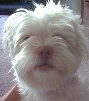 Dogs088.jpg (14969 bytes)