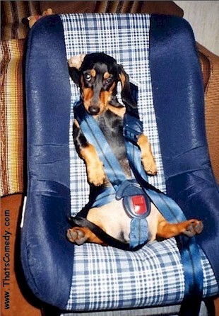 _dogs004.jpg (84003 bytes)