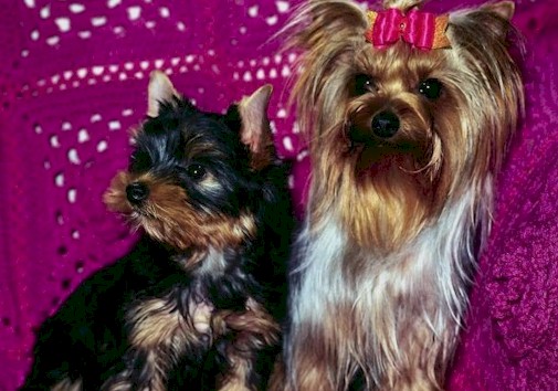 _dogs011.jpg (85861 bytes)