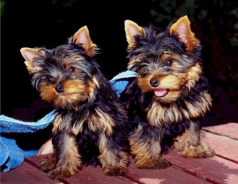 _dogs012.jpg (82146 bytes)