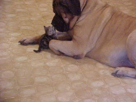_dogs016.jpg (19640 bytes)