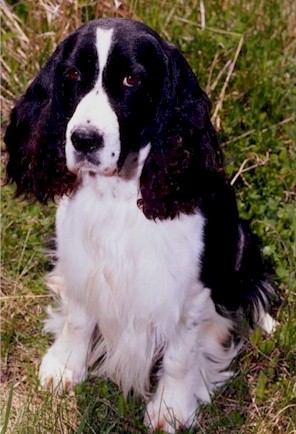 _dogs018.jpg (85275 bytes)