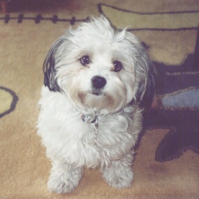 _dogs020.jpg (38363 bytes)