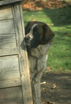 _dogs029.jpg (31721 bytes)