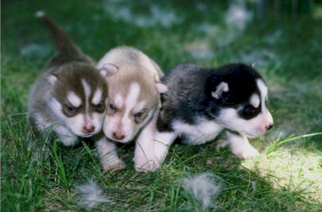 _dogs038.jpg (45261 bytes)