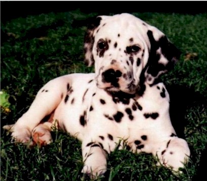 _dogs044.jpg (75430 bytes)