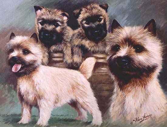_dogs056.jpg (31414 bytes)
