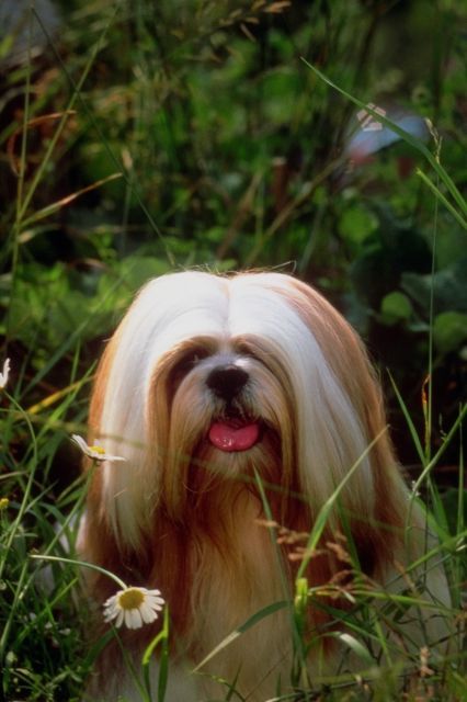 _dogs060.jpg (44846 bytes)