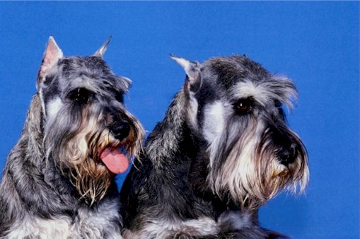 _dogs064.jpg (55786 bytes)