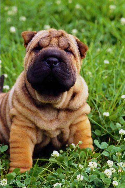_dogs065.jpg (56866 bytes)