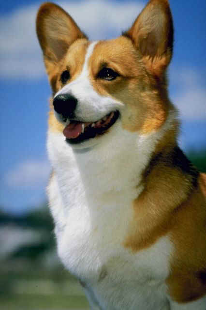 _dogs068.jpg (32817 bytes)