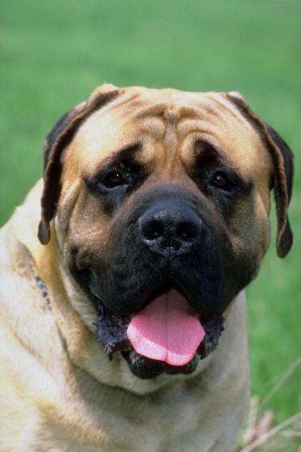 _dogs075.jpg (35910 bytes)