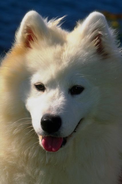 _dogs080.jpg (30768 bytes)