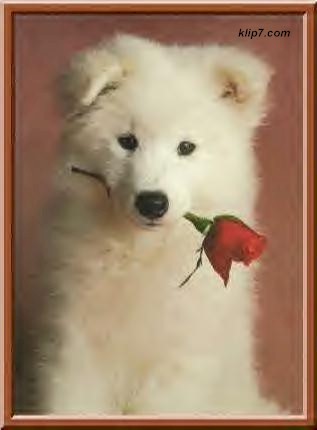 _dogs091.jpg (20047 bytes)