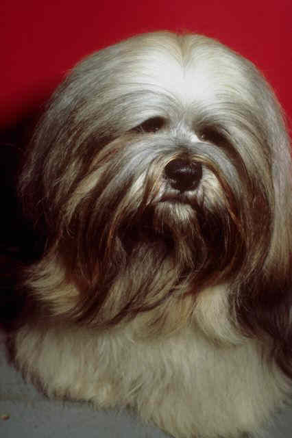 _dogs098.jpg (39991 bytes)