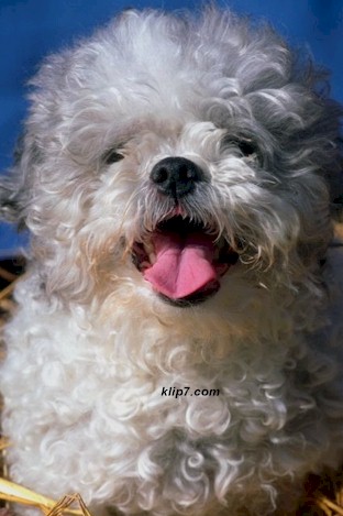 _dogs93.jpg (41005 bytes)