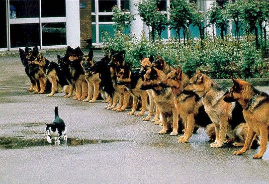 _dogs072.jpg (108059 bytes)