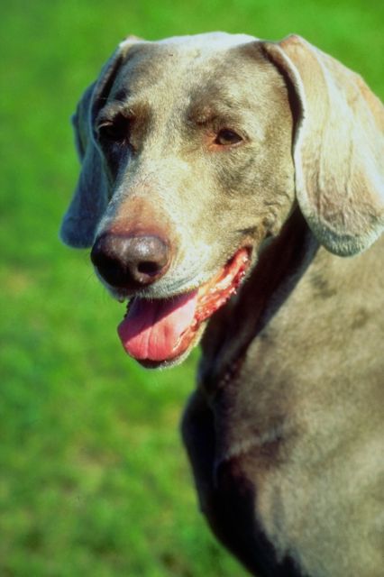 _dogs077.jpg (37684 bytes)