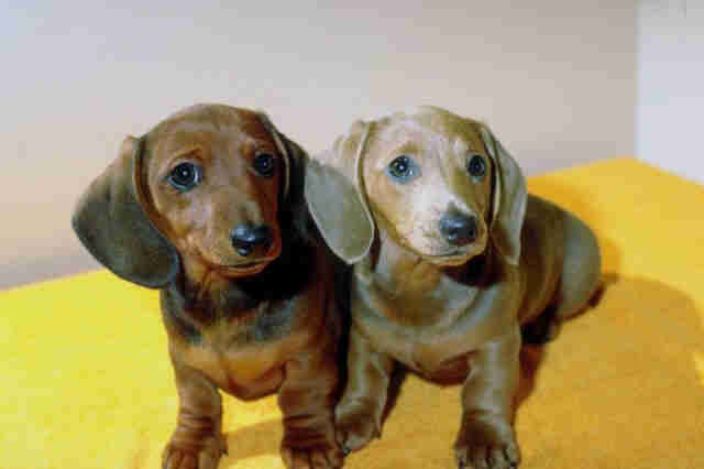 _dogs078.jpg (32136 bytes)