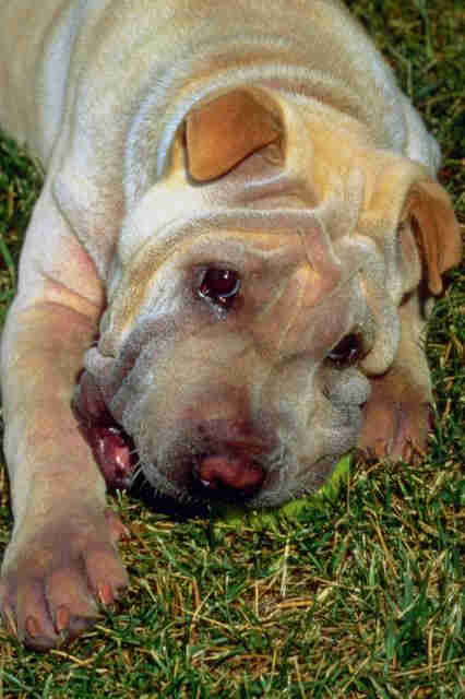 _dogs078.jpg (32136 bytes)