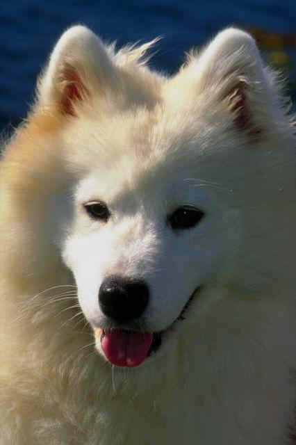 _dogs080.jpg (30768 bytes)