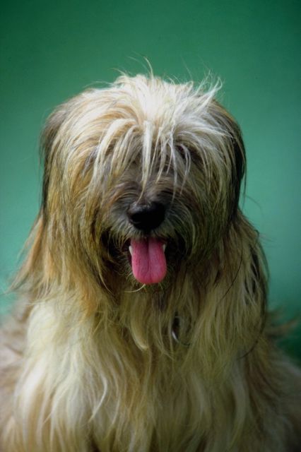 _dogs081.jpg (36080 bytes)