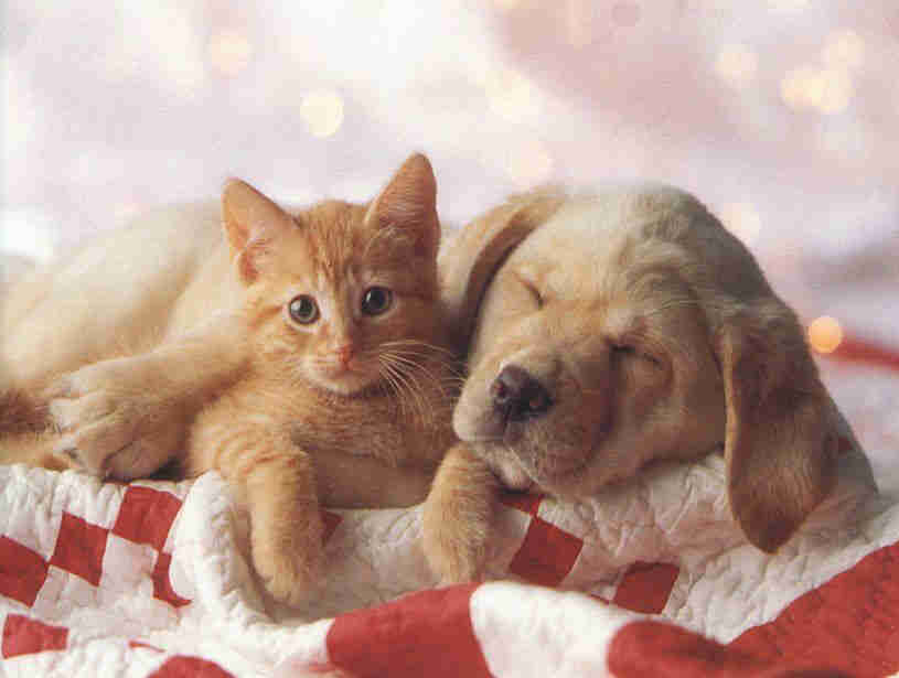 _dogs085.jpg (64531 bytes)