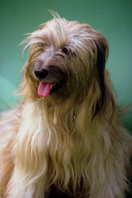 _dogs99.jpg (37998 bytes)