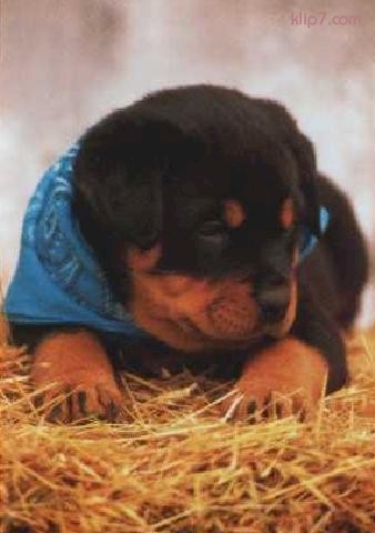 _dogs107.jpg (33407 bytes)