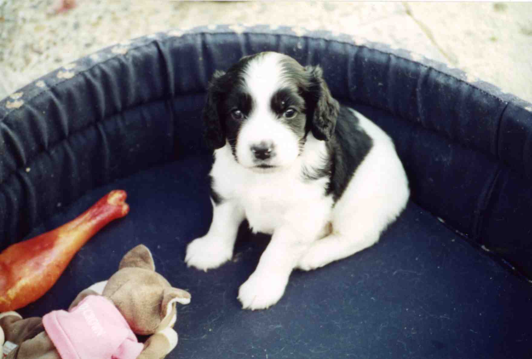 _dogs109.jpg (52972 bytes)