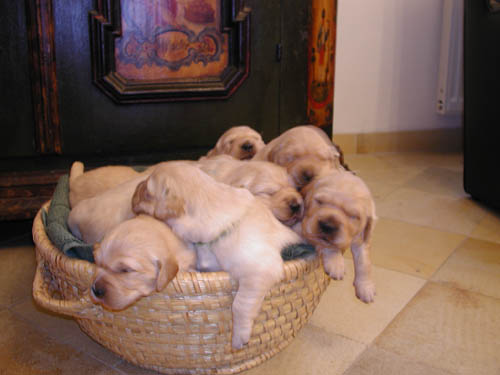 _dogs110.jpg (26026 bytes)