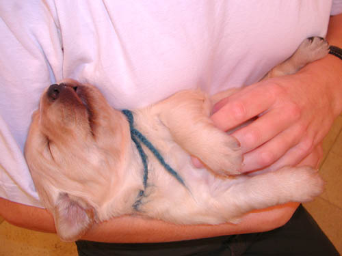 _dogs111.jpg (22837 bytes)