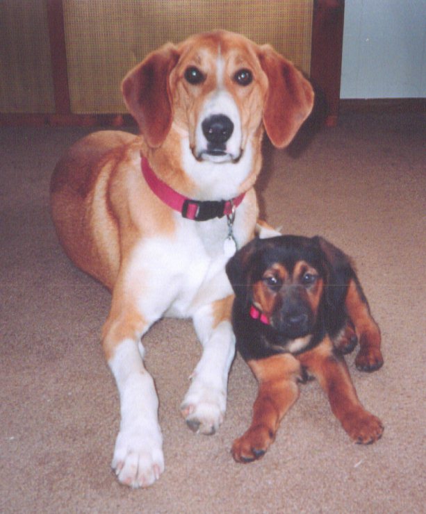 _dogs114.jpg (80016 bytes)