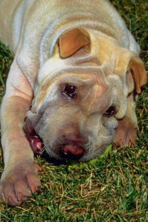 _dogs116.jpg (29181 bytes)